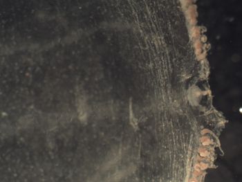 Media type: image; Invertebrate Zoology CNID-3307   Description: detailed image;